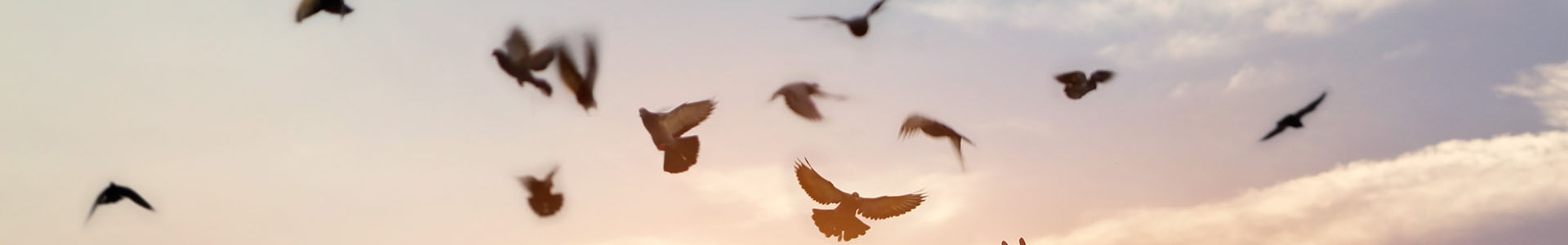 Birds flying in the Sky